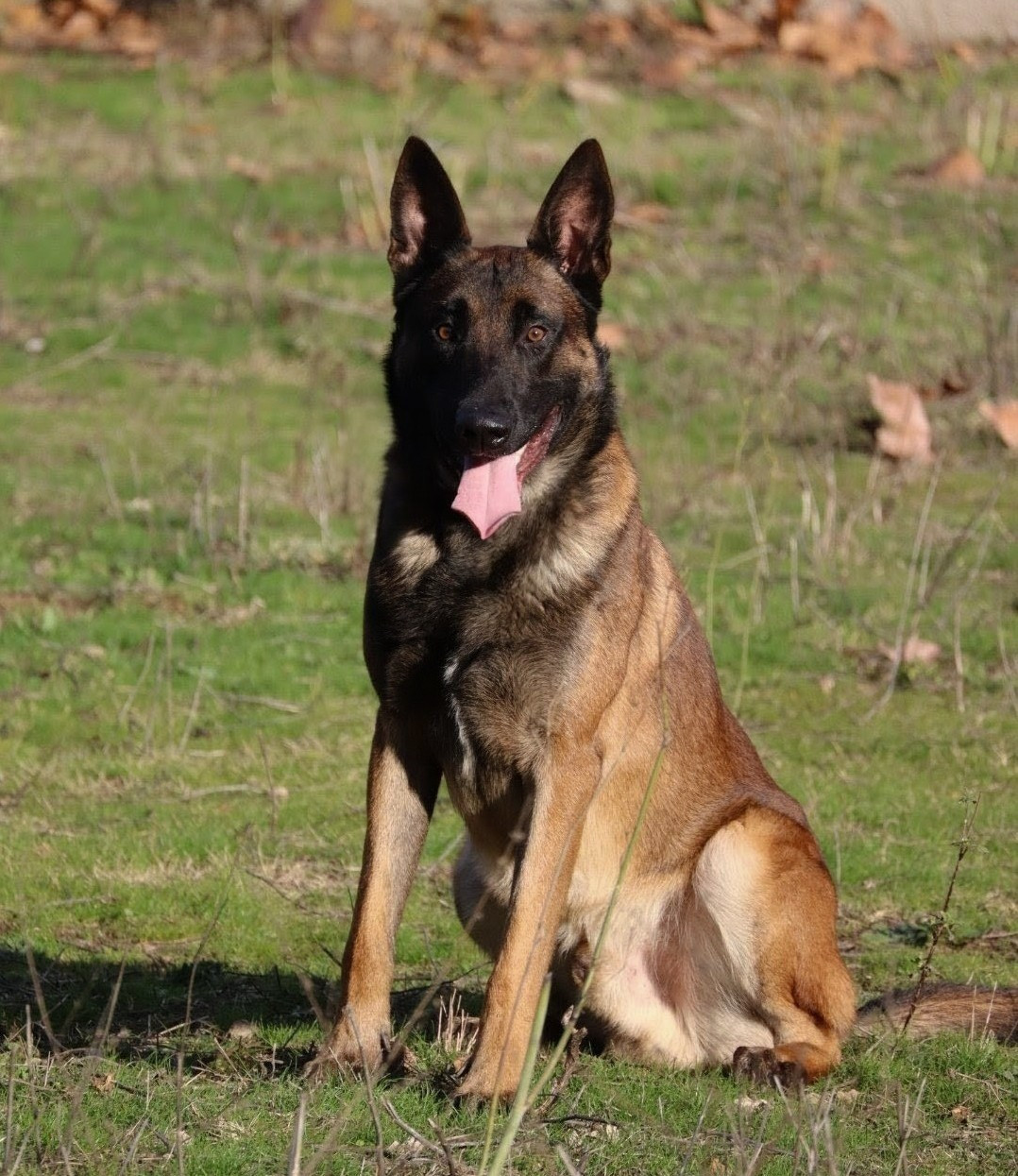 Urcu Des Loups De Kallisté