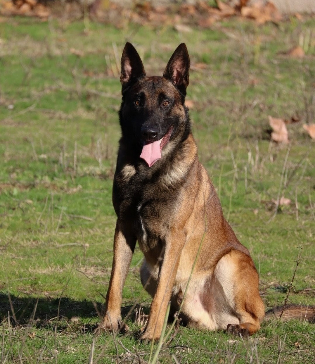 Urcu Des Loups De Kallisté